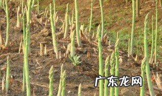 芦笋可以自己留种子吗 芦笋能自己种吗
