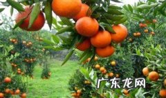 桔子树开花时打什么药好 桔子树开花时打什么药