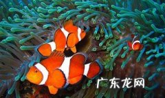室外适合养什么鱼不用过滤 室外适合养什么鱼