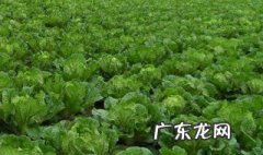 菜叶子用水沤肥多久 菜叶沤制水肥