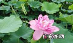 白洋淀的荷花盛开的时间是几月几日 白洋淀的荷花盛开的时间是几月