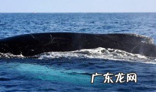 鲸鱼每小时游30米还是千米 鲸鱼每小时游30什么单位