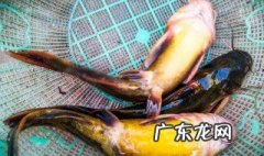 用猪肝钓黄骨鱼如何挂钩 用猪肝钓黄骨鱼如何