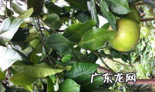 柚子树能插枝吗 柚子树可以插枝成活吗