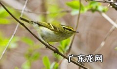 柳莺的冬季饲养方法 柳莺冬天怎么养