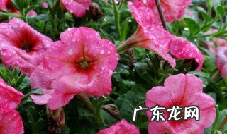 矮牵牛多长时间发芽 矮牵牛播种几天出芽