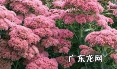 宿根花卉有哪些 庭院宿根花卉有哪些
