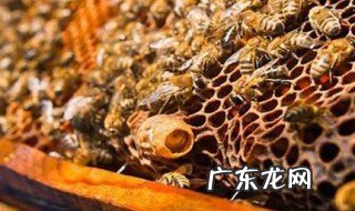 中蜂工蜂产卵补救方法图解 中蜂工蜂产卵补救方法