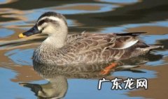 孵鸭子需要多少温度? 孵鸭子需要多少温度保温