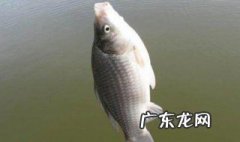 春天钓草鱼的方法 春天钓草鱼方法与技巧