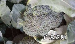 西兰花多久浇一次水合适 西兰花多久浇一次水