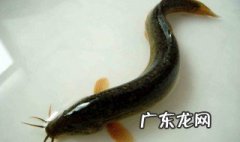 泥鳅饲料过期了能吃吗有毒吗 泥鳅饲料过期了能吃吗