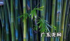 怎么用竹子做弩 怎么用竹子做弩教程