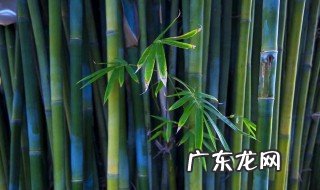怎么用竹子做弩 怎么用竹子做弩教程