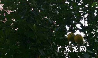 小区绿化树的种类 小区绿化树有哪些种类
