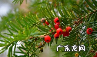 30公分粗的红豆杉长多少年了 30公分粗的红豆杉长多少年