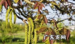 如何对核桃进行人工授粉操作 如何对核桃进行人工授粉