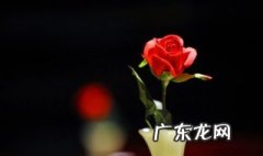 玫瑰用水养 玫瑰靠水可以养多久