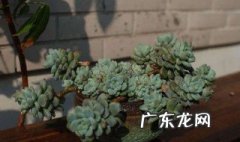 艾伦怎么养爆盆 艾伦如何爆盆