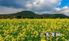 油菜花古称 油菜花的古名叫什么?