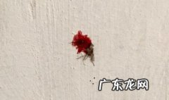 妙招清除墙上蚊子血 墙壁上的蚊子血怎么弄去