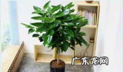 平安树摆放禁忌 平安树摆放禁忌 客厅摆放平安树好吗风水作用介绍