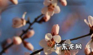 冬季里最耐寒的15种花卉 什么花抗寒