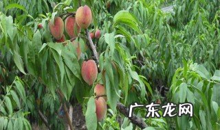 适宜南方种植的桃树品种 南方种什么桃树