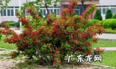 锦带花的养殖方法和技术 锦带花的养殖方法