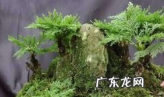 卷柏怎么水培 卷柏怎么水培图片