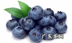 蓝莓的种子是什么样蓝蓝莓的 蓝莓的种子是什么