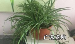 吊兰怎么样翻盆 吊兰如何翻盆