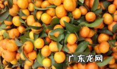 沙糖桔第三年修剪技术 沙糖桔第三年修剪技术要点