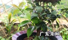 茶花干叶子是什么原因 茶花干叶子是什么原因?