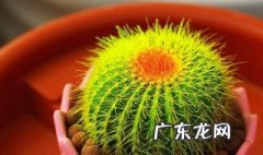 茶室适合摆放什么植物 茶室适合摆放什么植物好