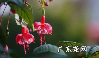 如何给吊钟海棠浇水呢 如何给吊钟海棠浇水