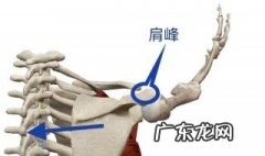 如何沉肩收紧肩胛骨的肌肉 如何沉肩收紧肩胛骨