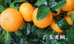 澳柑和沃柑的区别 澳柑的功效与作用