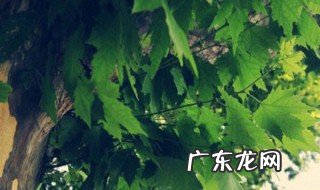梧桐树可以插枝吗 梧桐树可以扦插吗