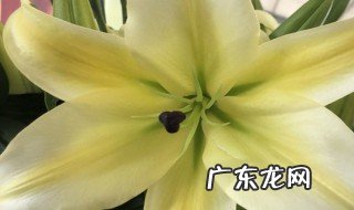 怎么让百合花长得矮壮? 如何让百合花长得矮壮