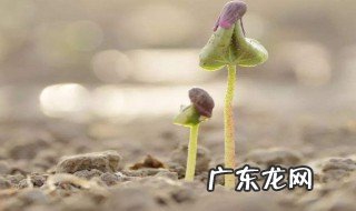 棉花种子播种后几天可以发芽出来 棉花种子播种后几天可以发芽