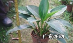 家庭常见观叶植物 家庭常见观叶植物图片