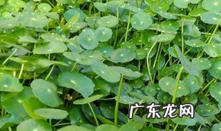 金钱草叶子变黄的原因 金钱草叶子变黄怎么回事