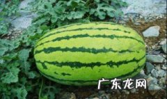 在南方什么季节适合种西瓜 在南方什么季节适合种西瓜呢
