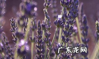 薰衣草种子催芽方法 薰衣草种子催芽多久时间露白