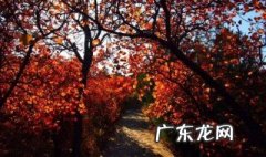 黄栌下山桩没根会活吗 黄栌盆景的大忌讳