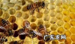蜜蜂冬天几天喂一次糖水 蜜蜂冬天几天喂一次