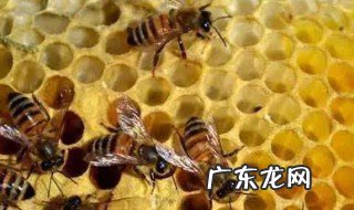 蜜蜂冬天几天喂一次糖水 蜜蜂冬天几天喂一次