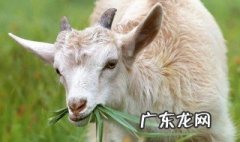 羊突然死了肉能吃吗 羊突然死亡肉能吃吗
