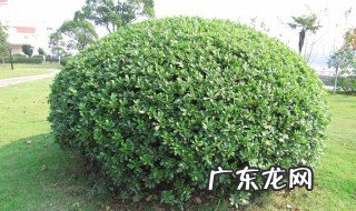 城市绿化树木种类 园林绿化树木品种图片